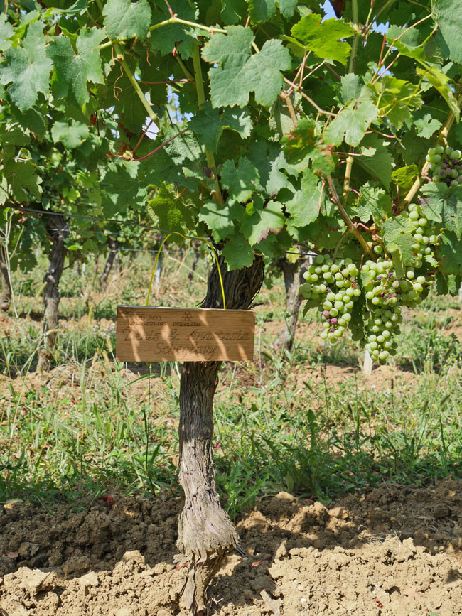 Виноградник на урожай